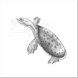 Spiney Softshell Turtle Art Posters and Art